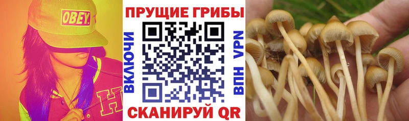 OMG ссылка  Сенгилей  Галлюциногенные грибы Psilocybine cubensis 